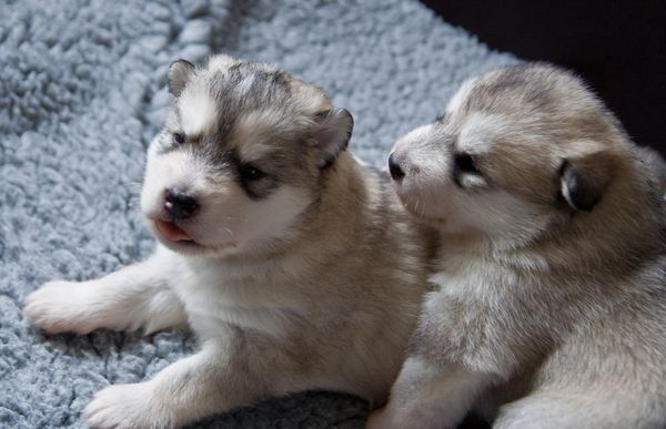 E Wurf 2 Wochen alt 6.jpg